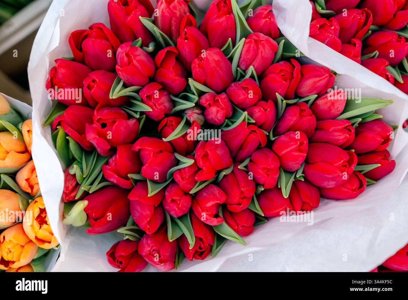 Bouquets de tulipes rouge vif affichés dans un papier d'emballage. Les fleurs fraîches sont étroitement emballées, mettant en valeur la richesse des pétales lisses et vert luxuriant Banque D'Images