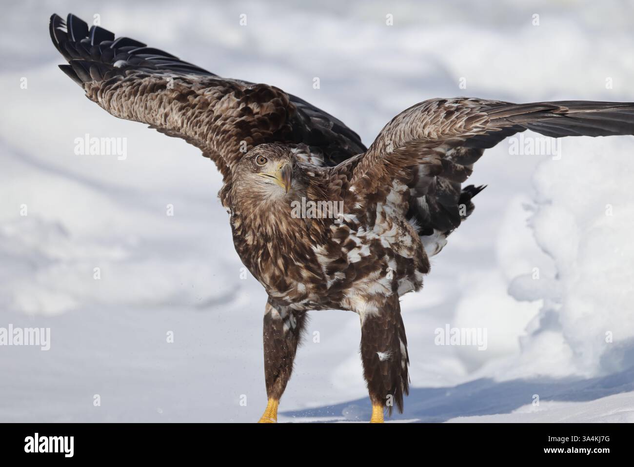 L'aigle à queue blanche (Haliaeetus albicilla) à Hokkaido, Japon Banque D'Images L'aigle à queue blanche (Haliaeetus albicilla) à Hokkaido, Japon Banque D'Images