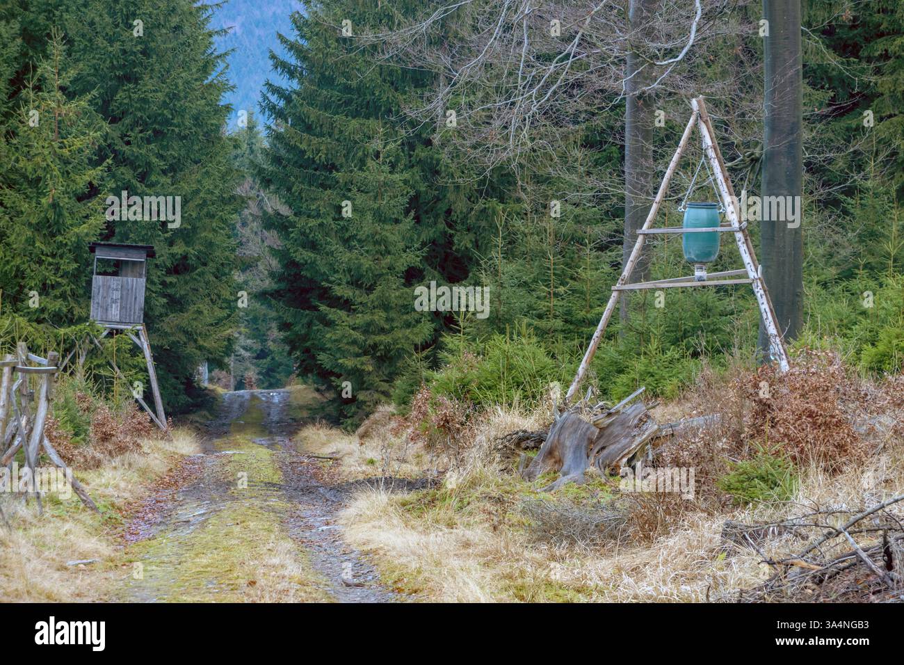 Sentier forestier avec siège de chasse et structure d'alimentation automatique du gibier Banque D'Images