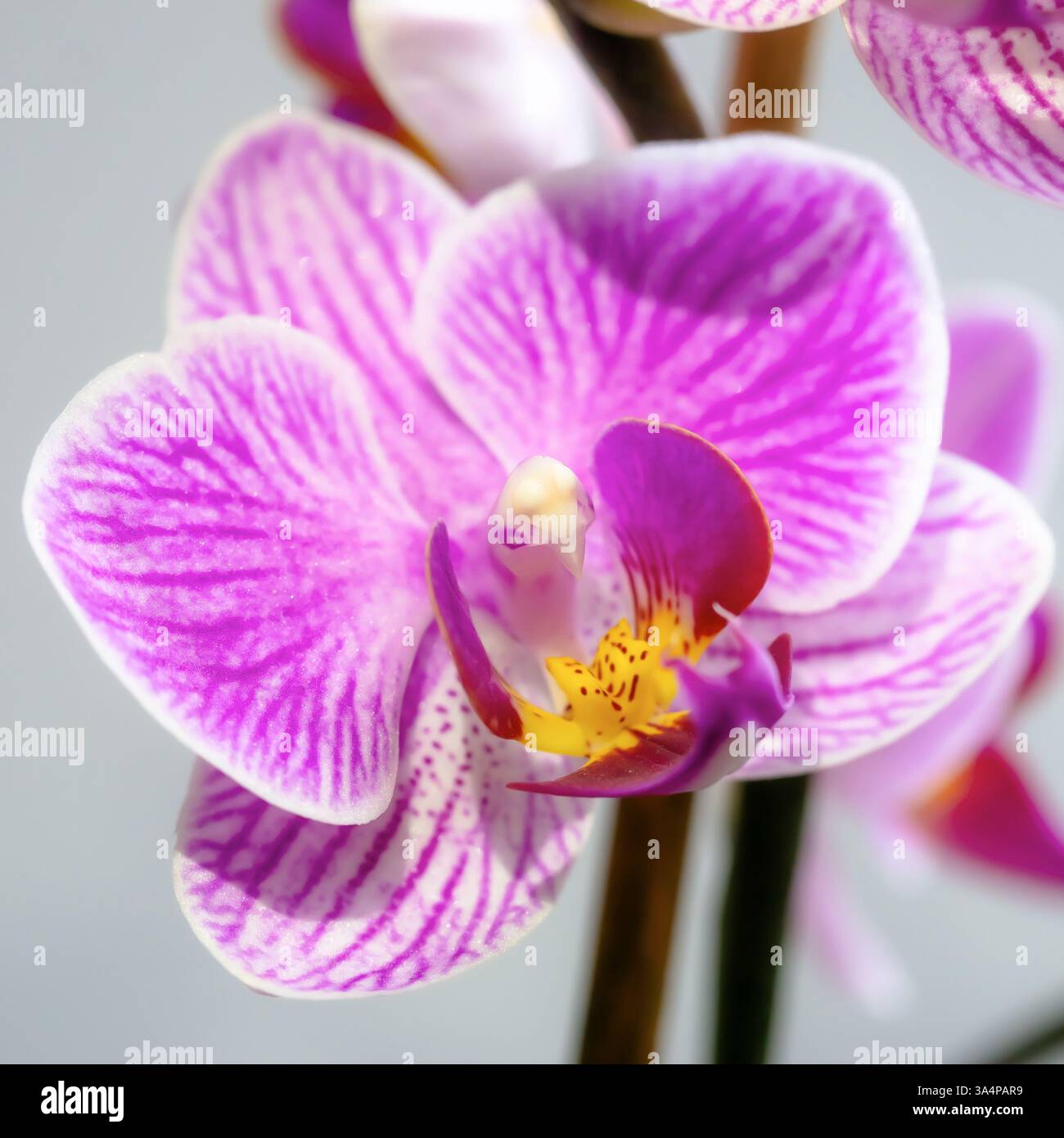 Gros plan d'une branche d'orchidée rose-violet avec des fleurs délicates et des bourgeons non ouverts Banque D'Images