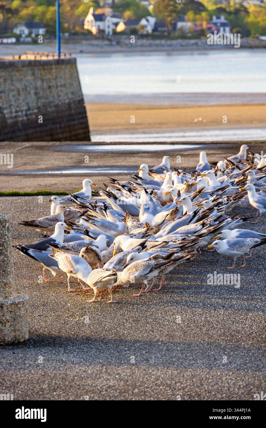 Troupeau de mouettes se nourrissant sur une jetée sur la côte Banque D'Images