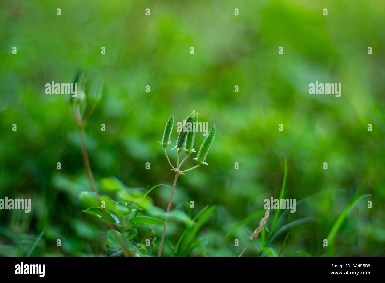 Sorrel de bois rampant. Ses petites fleurs jaunes ou violettes fleurissent en grappes. Cette plante prospère dans les zones ombragées et humides et est souvent considérée comme une mauvaise herbe Banque D'Images