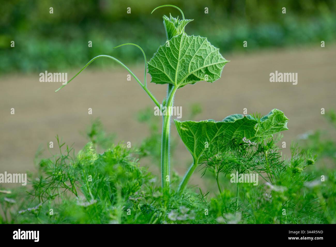 La plante de citrouille est une vigne à croissance rapide avec de grandes feuilles, des fleurs jaunes et des vrilles. Il produit des citrouilles rondes ou oblongues, généralement orange, utilisées f Banque D'Images
