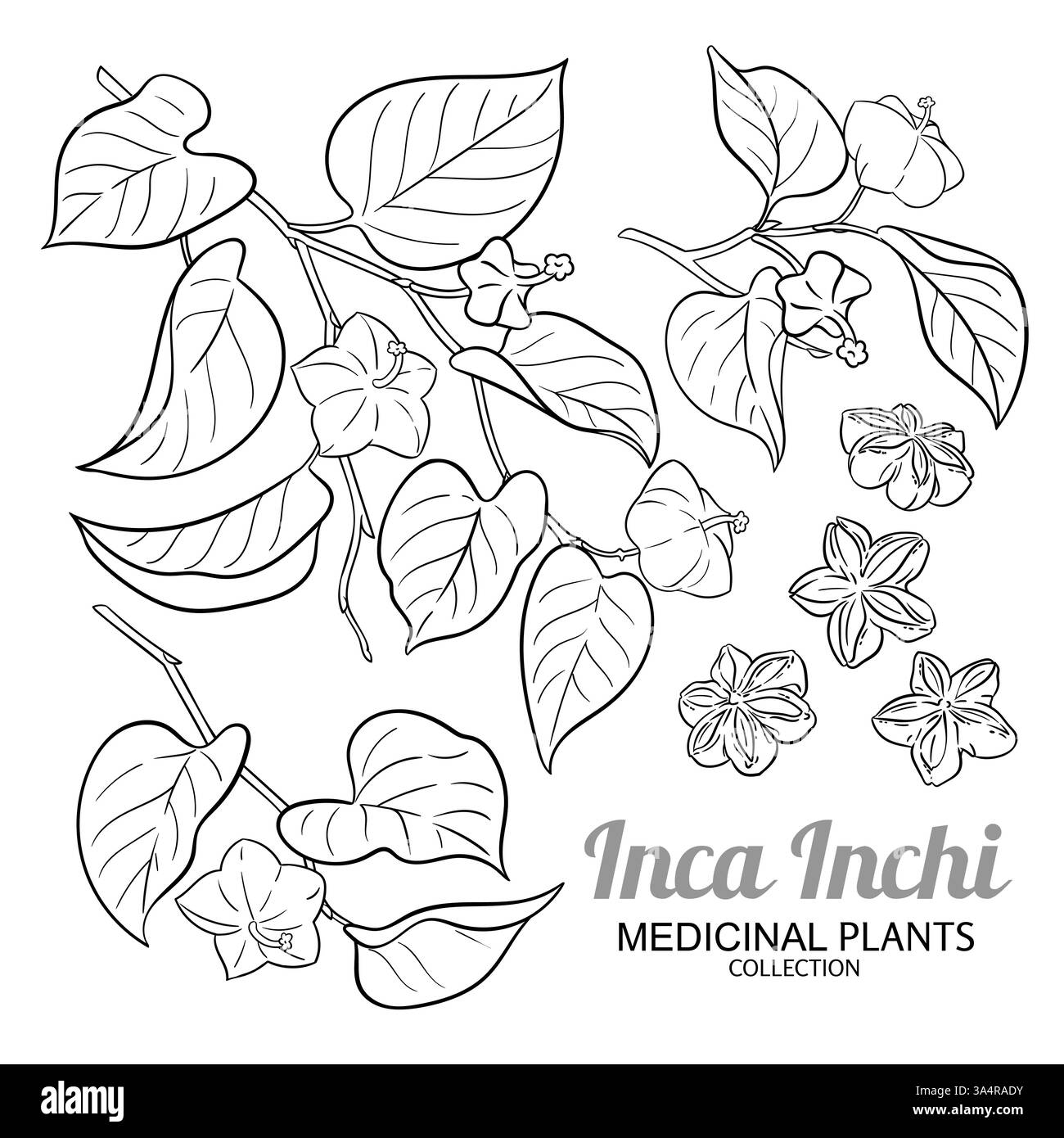 Inca Inchi branche avec fruits, noix et feuilles illustration de contour. Ingrédient d'huile essentielle pour aromathérapie, soins de santé, médecine alternative. VEC Illustration de Vecteur