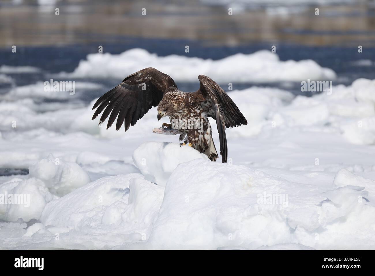 L'aigle à queue blanche (Haliaeetus albicilla) à Hokkaido, Japon Banque D'Images L'aigle à queue blanche (Haliaeetus albicilla) à Hokkaido, Japon Banque D'Images