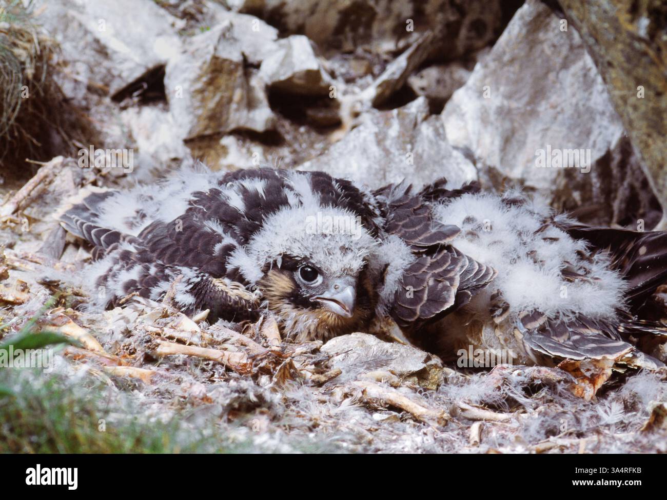 Faucon pèlerin (Falco peregrinus) juvénile à eyrie, Inverness-Shire, Écosse, juin Banque D'Images