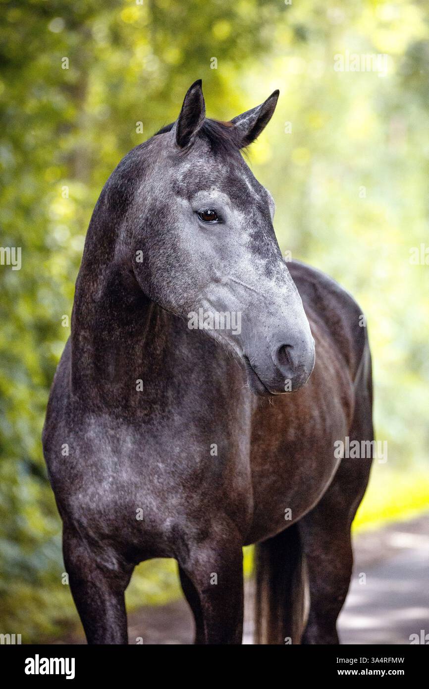 Cheval de Sport allemand Banque D'Images