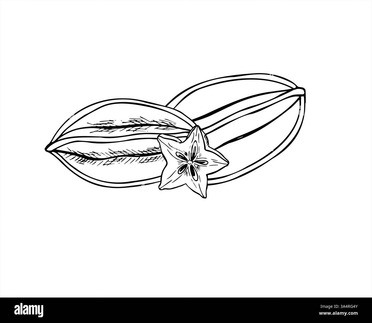 Illustration vectorielle de carambola asiatique tropicale peinte par des encres noires. Composition de dessin monochrome pour la gravure de fruits étoilés et de tranches. Illustration de Vecteur