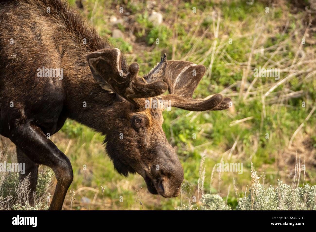 Bull Moose pâturant avec des bois en velours Banque D'Images Bull Moose pâturant avec des bois en velours Banque D'Images