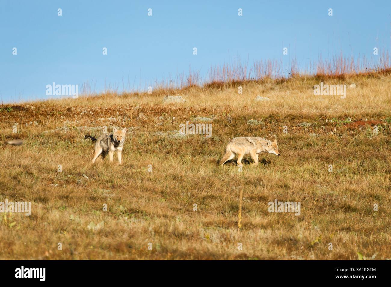 Deux chiots Coyote sur une colline Banque D'Images