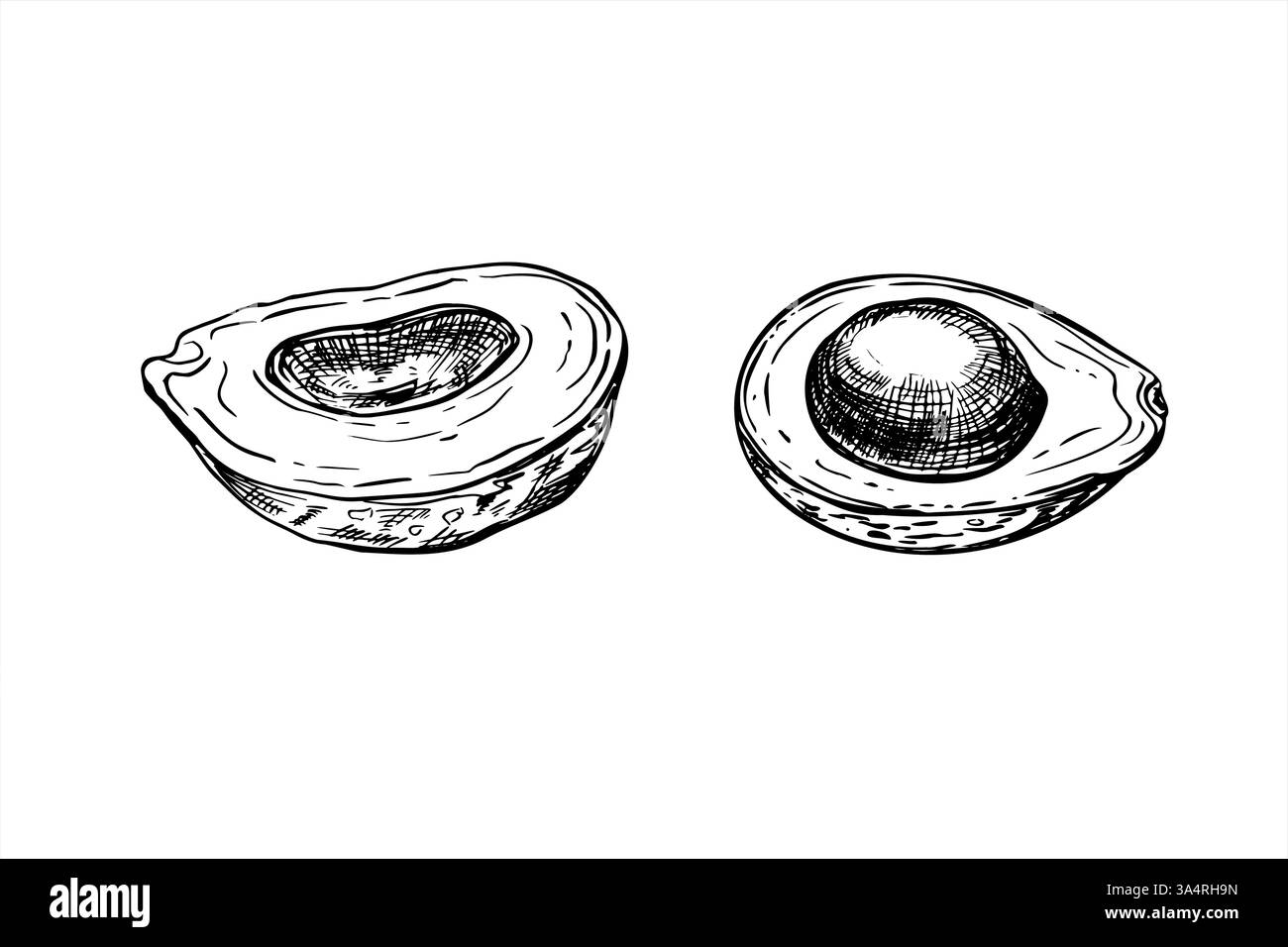 Deux moitiés de vecteur d'avocat illustration isolée peinte par des encres noires. Découpe monochrome de tranches de légumes gravant le dessin. Fruits tropicaux d'été Illustration de Vecteur