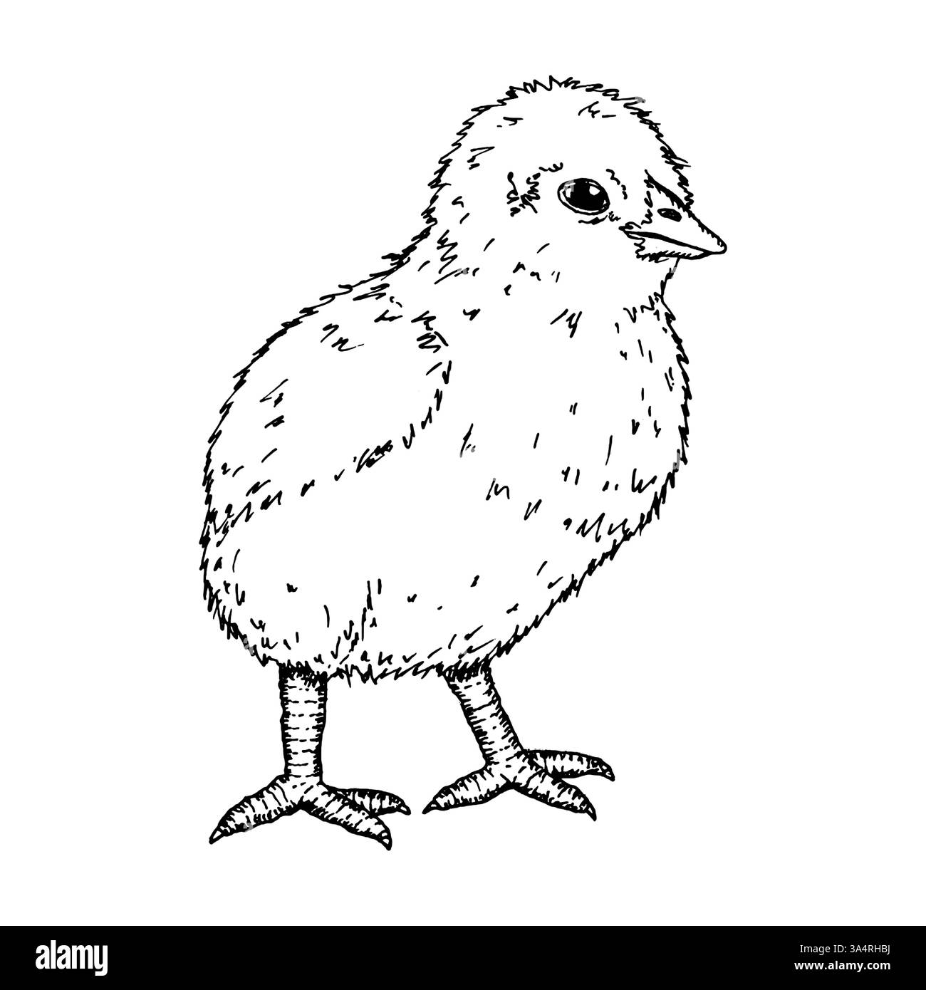 Un bébé poussin, illustration à l'encre dessinée à la main. Convient aux thèmes de la ferme, de l'élevage et de l'élevage de volailles. Ce croquis est idéal pour la marque, l'emballage et Illustration de Vecteur