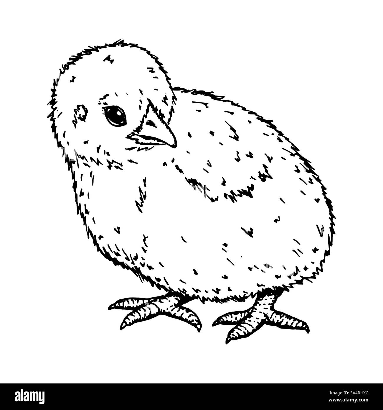 Vue latérale d'un poussin moelleux, illustration à l'encre dessinée à la main. Représente la nature, l'agriculture et l'élevage d'oiseaux. Idéal pour branding, emballage, Pâques Illustration de Vecteur