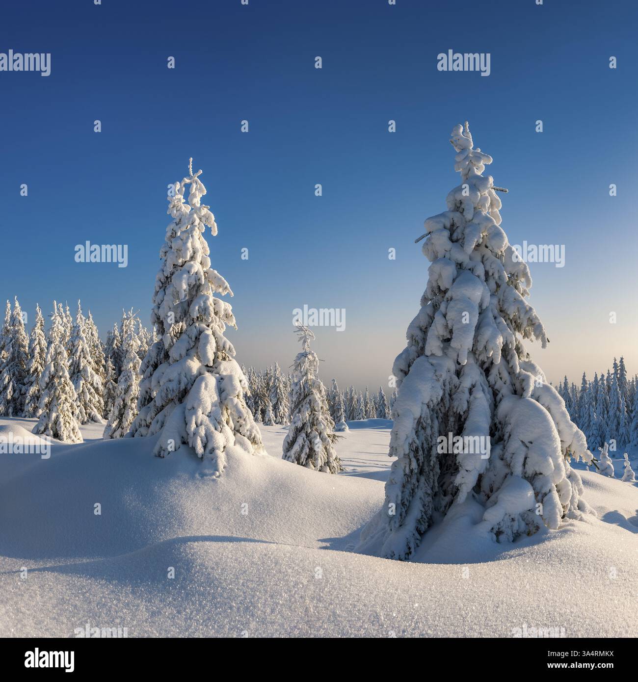 Paysage hivernal enneigé, épinettes enneigées dans la lumière du soir, Parc National du Harz, Saxe-Anhalt, Allemagne, Europe Banque D'Images