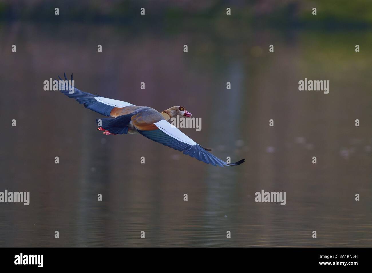 Oie égyptienne (Alopochen aegyptiaca), survolant l'eau calme dans la lumière tamisée, printemps, Bavière, Allemagne, Europe Banque D'Images