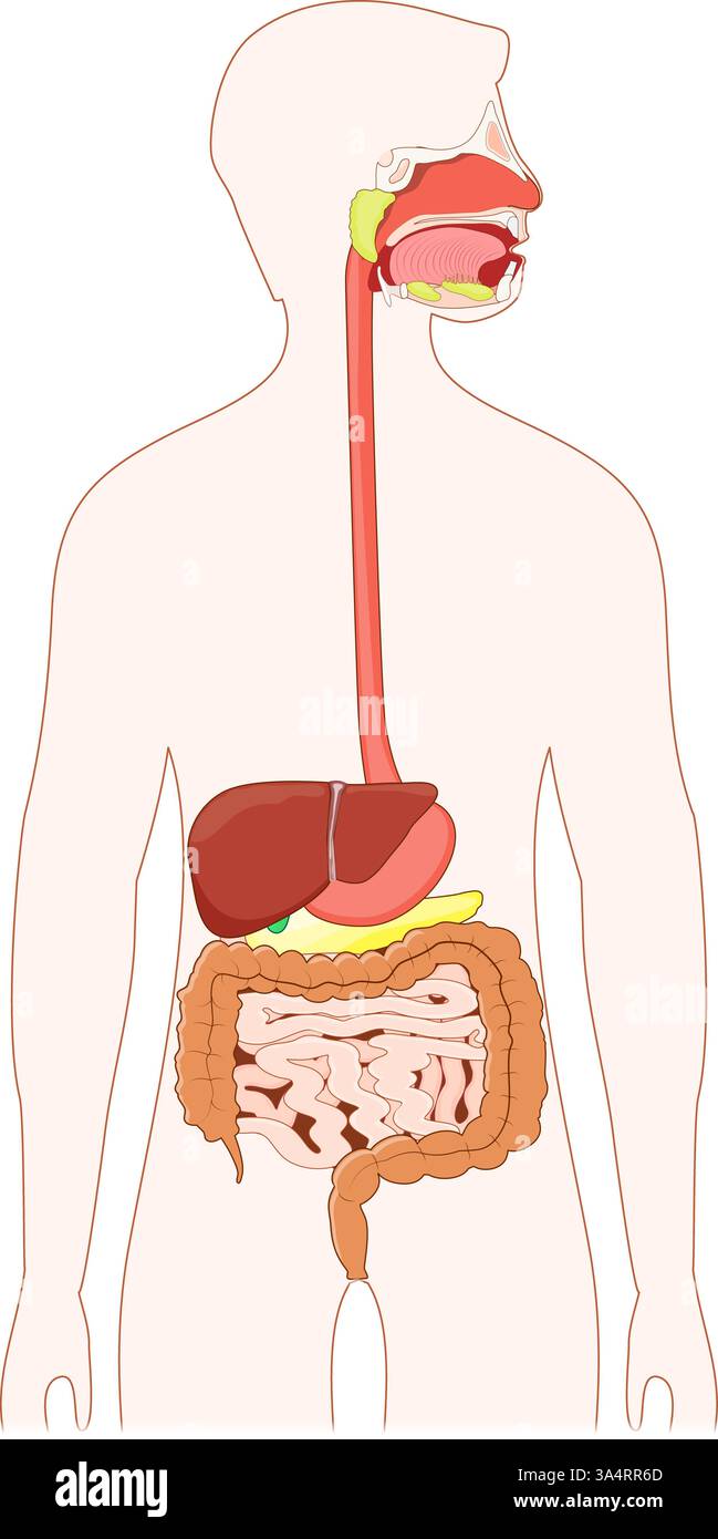 Appareil digestif. Anatomie du tractus gastro-intestinal humain de l'oesophage, des glandes salivaires et du foie, à l'estomac, au pancréas et à la vésicule biliaire, aux intestins Illustration de Vecteur