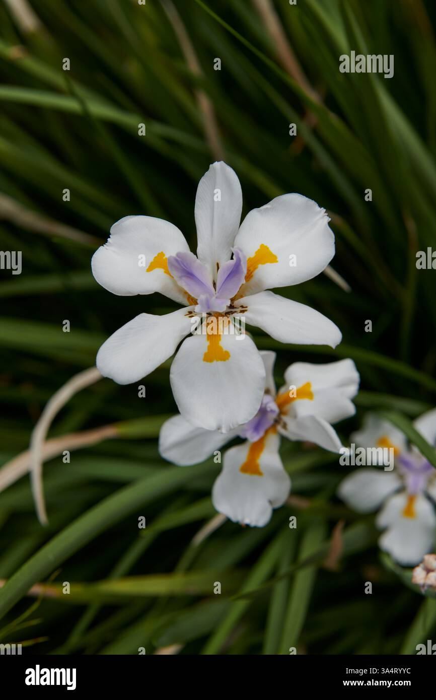 Dietes Grandiflora ou plus communément connu sous le nom de lis de quinzaine avec une longue épée rigide comme des feuilles vertes Banque D'Images