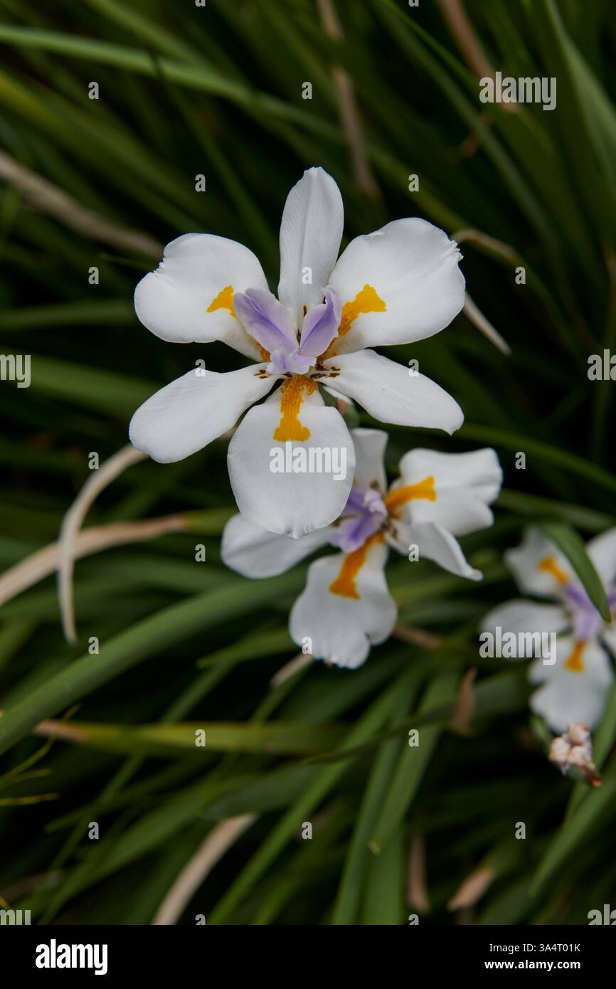 Dietes Grandiflora ou plus communément connu sous le nom de lis de quinzaine avec une longue épée rigide comme des feuilles vertes Banque D'Images