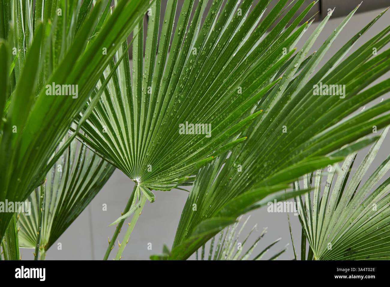 Branches de palmier vert vif avec des gouttelettes d'eau sur Banque D'Images