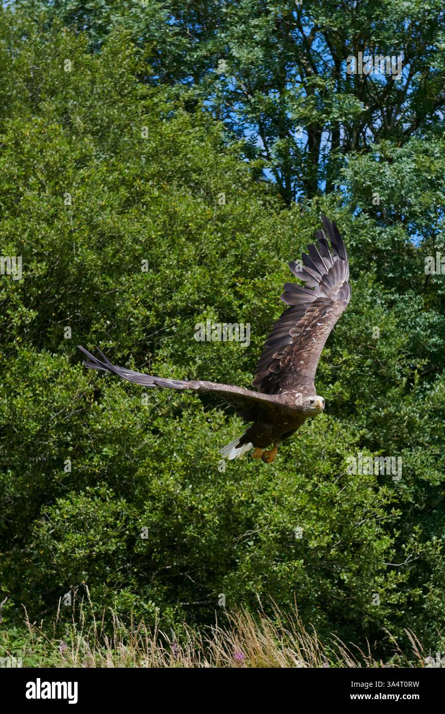 Aigle de mer à queue blanche en vol vu dans le sud du pays de Galles Royaume-Uni 2022 Banque D'Images