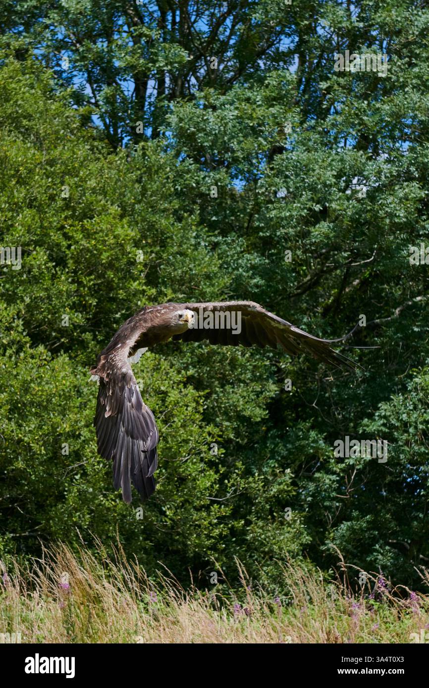 Aigle de mer à queue blanche en vol vu dans le sud du pays de Galles Royaume-Uni 2022 Banque D'Images