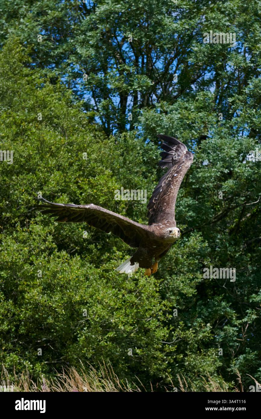 Aigle de mer à queue blanche en vol vu dans le sud du pays de Galles Royaume-Uni 2022 Banque D'Images