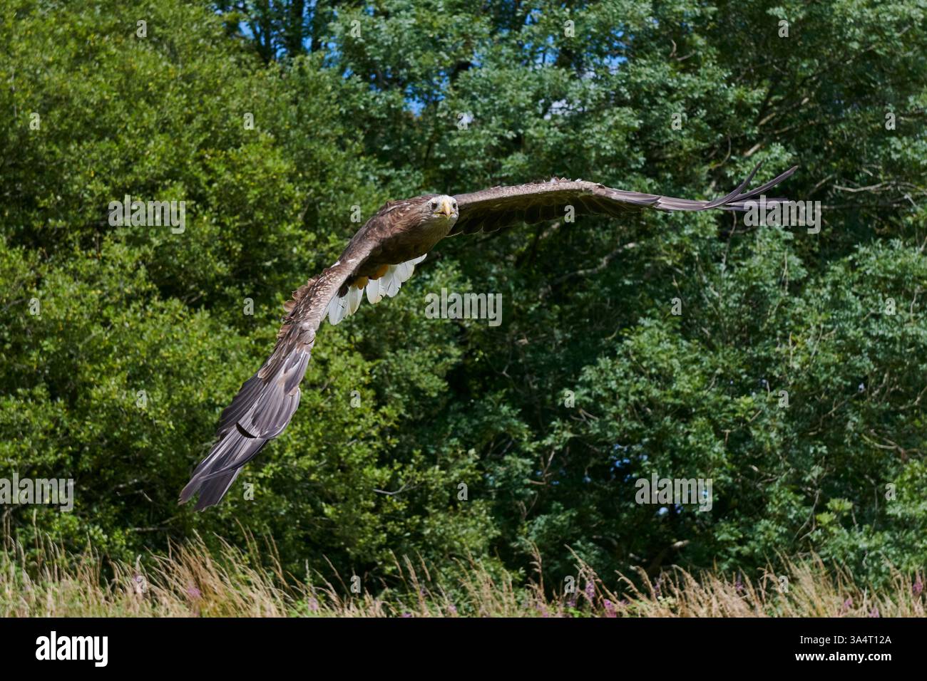 Aigle de mer à queue blanche en vol vu dans le sud du pays de Galles Royaume-Uni 2022 Banque D'Images