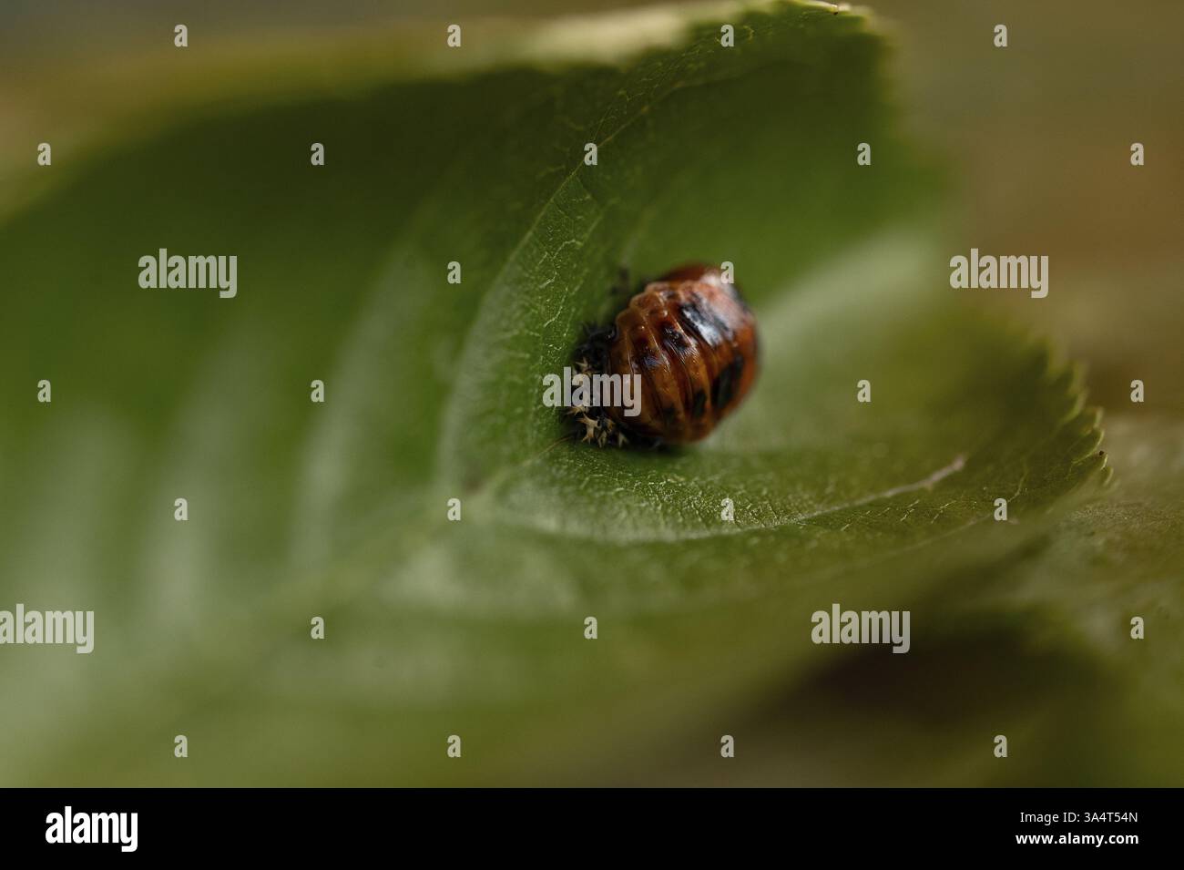 larve de coccinelle Banque D'Images