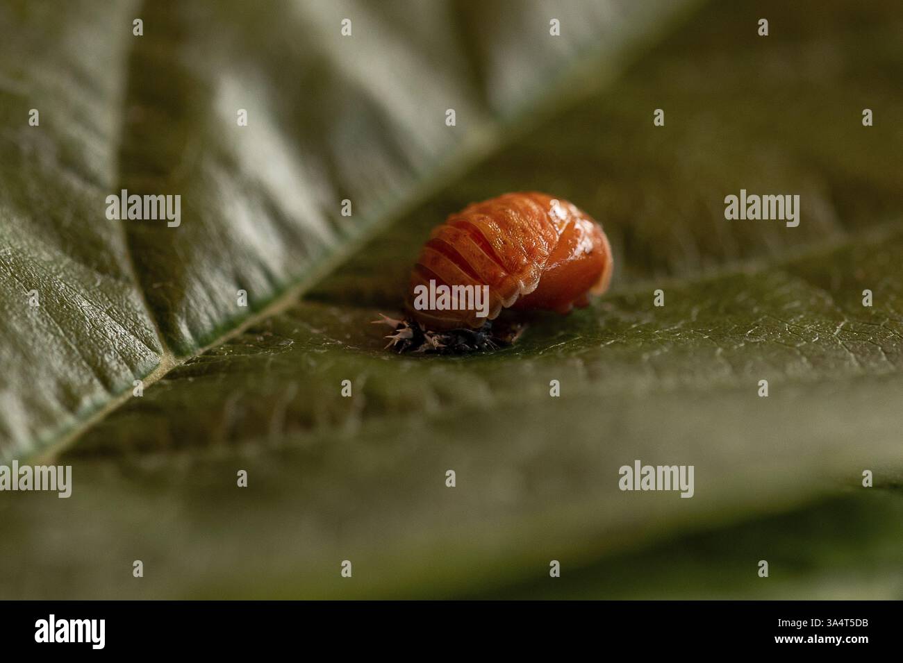 larve de coccinelle Banque D'Images