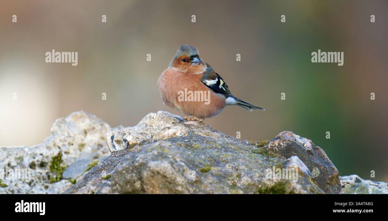 Pinson des arbres sur un rocher - Fringilla coelebs - Chaffinch eurasien sur un rocher Banque D'Images