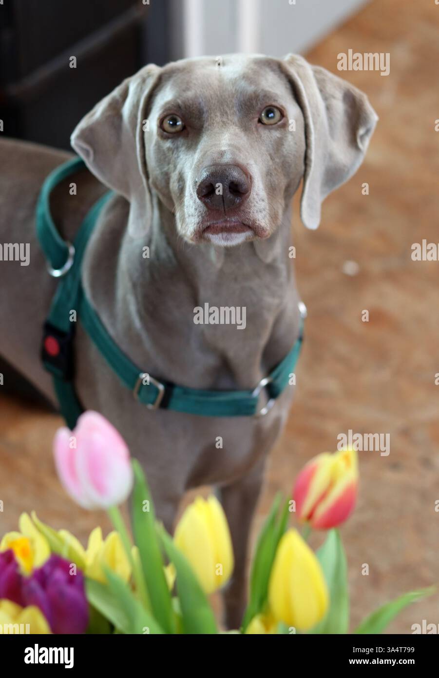 Portrait d'un chien de Weimaraner avec des fleurs de tulipes Banque D'Images