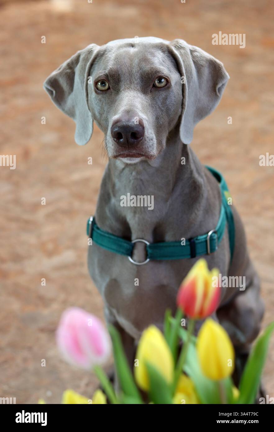 Portrait d'un chien de Weimaraner avec des fleurs de tulipes Banque D'Images