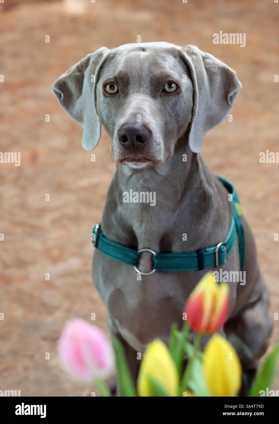 Portrait d'un chien de Weimaraner avec des fleurs de tulipes Banque D'Images