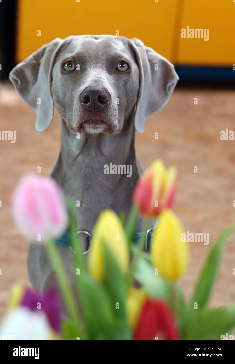 Portrait d'un chien de Weimaraner avec des fleurs de tulipes Banque D'Images