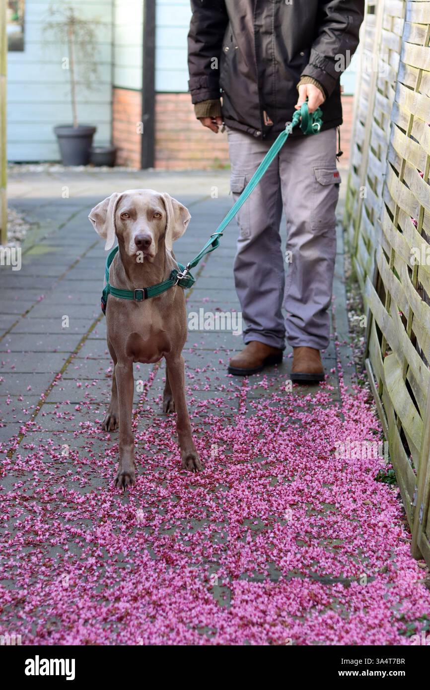 Chien Weimaraner dans un harnais vert est assis sur une laisse sur un fond de fleurs roses. Mise au point sélective et faible profondeur de champ. Banque D'Images