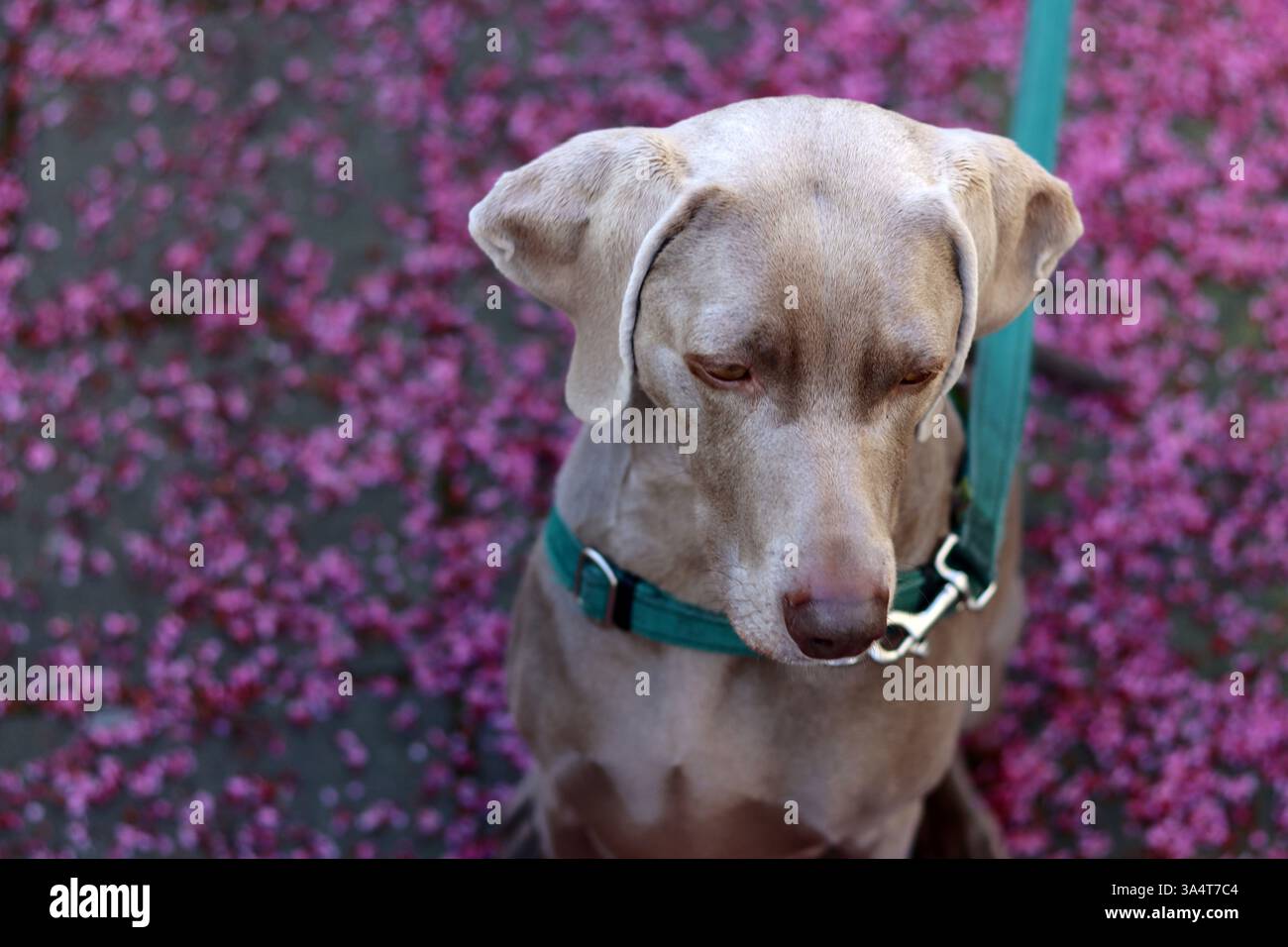 Chien Weimaraner dans un harnais vert est assis sur une laisse sur un fond de fleurs roses. Mise au point sélective et faible profondeur de champ. Banque D'Images