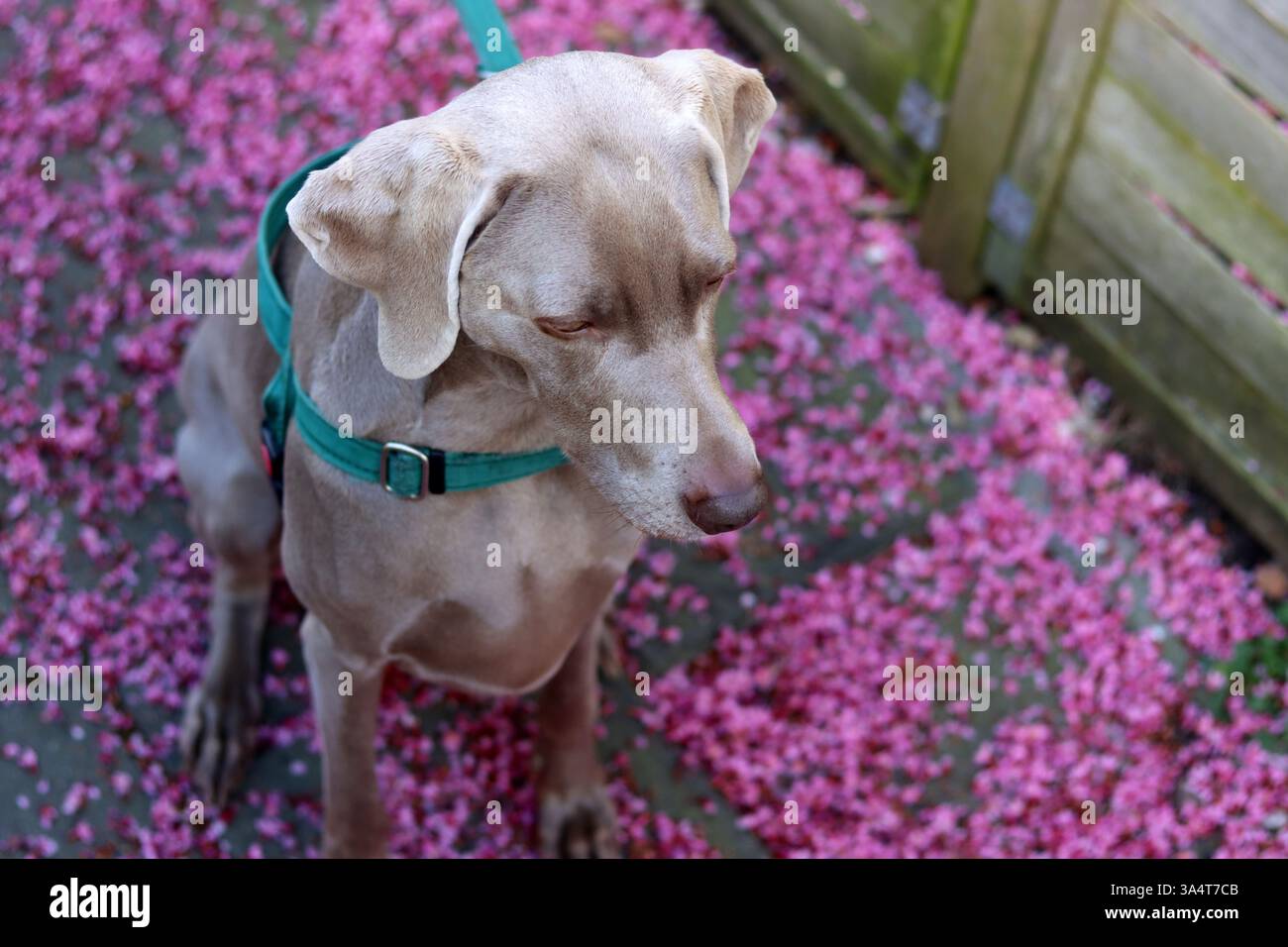 Chien Weimaraner dans un harnais vert est assis sur une laisse sur un fond de fleurs roses. Mise au point sélective et faible profondeur de champ. Banque D'Images