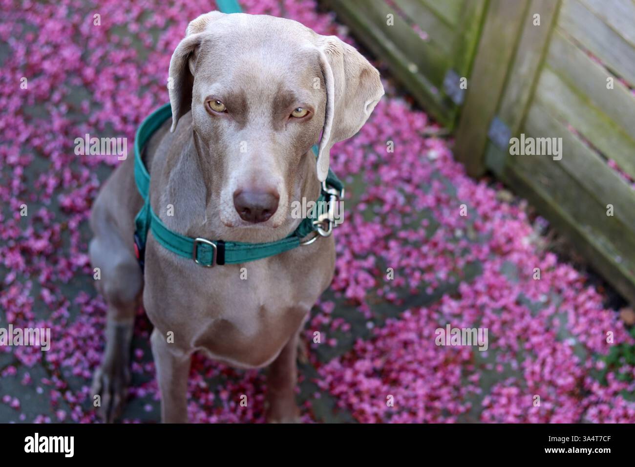 Chien Weimaraner dans un harnais vert est assis sur une laisse sur un fond de fleurs roses. Mise au point sélective et faible profondeur de champ. Banque D'Images