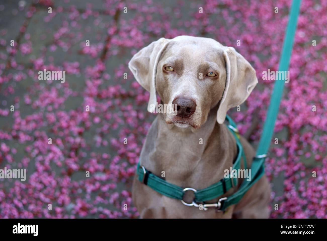 Chien Weimaraner dans un harnais vert est assis sur une laisse sur un fond de fleurs roses. Mise au point sélective et faible profondeur de champ. Banque D'Images