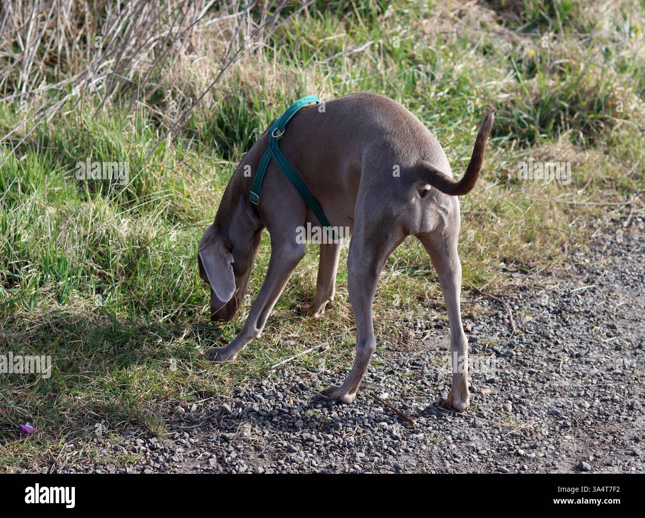 Chien Weimaraner dans un harnais vert marchant dans le champ. Banque D'Images