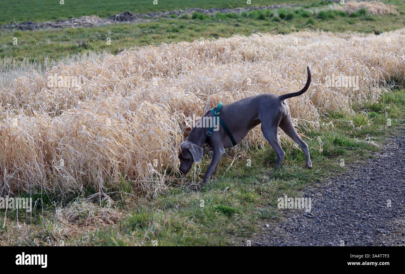 Chien Weimaraner dans un harnais vert marchant dans le champ. Banque D'Images