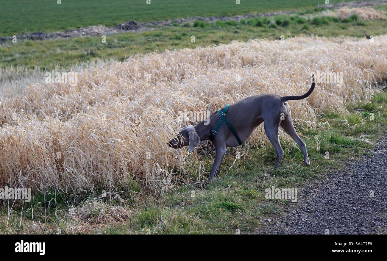 Chien Weimaraner dans un harnais vert marchant dans le champ. Banque D'Images