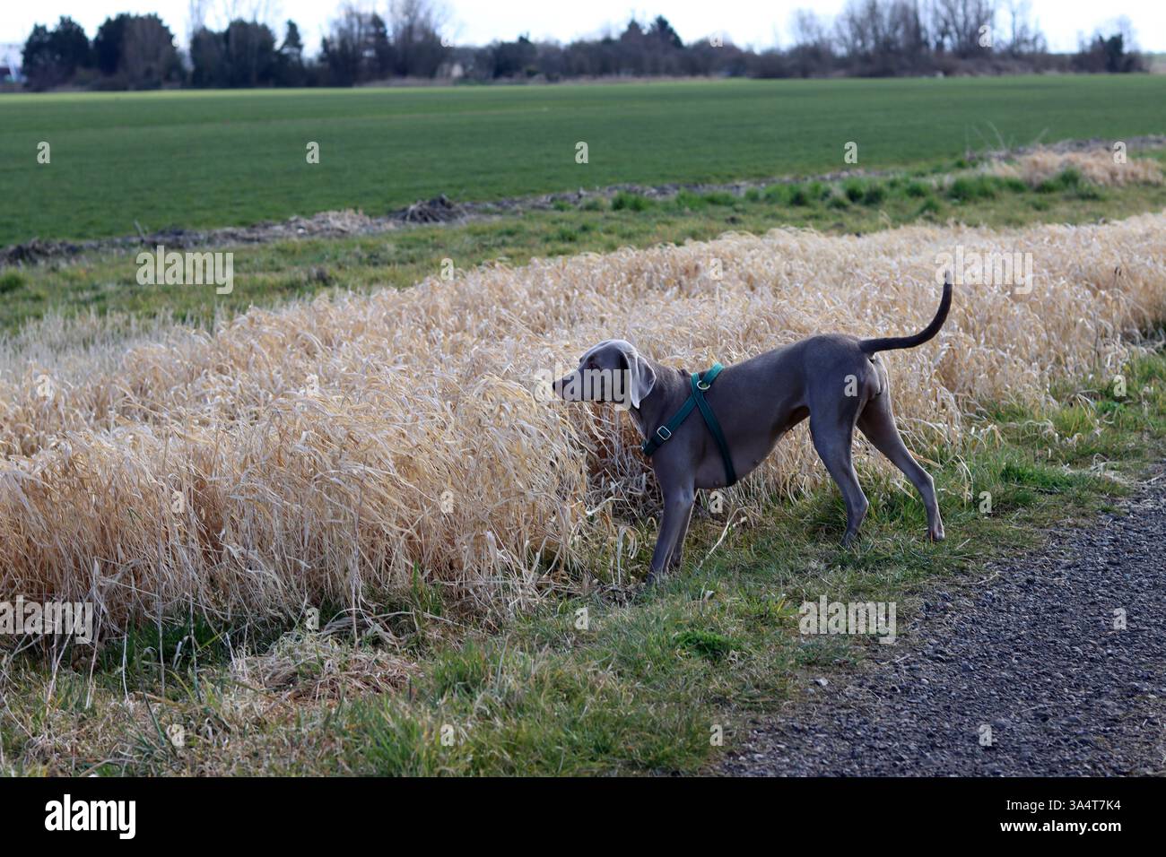Chien Weimaraner dans un harnais vert marchant dans le champ. Banque D'Images