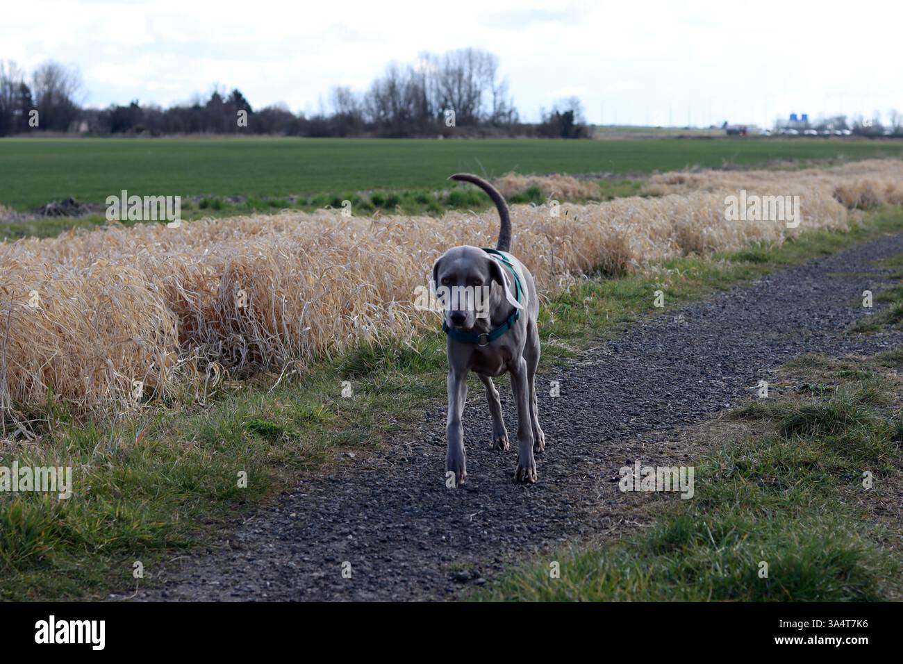 Chien Weimaraner dans un harnais vert marchant dans le champ. Banque D'Images