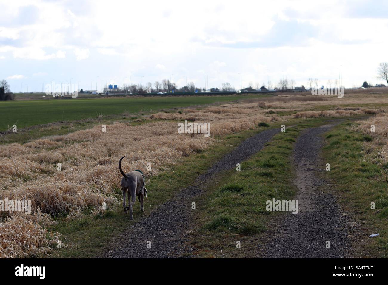 Chien Weimaraner dans un harnais vert marchant dans le champ. Banque D'Images