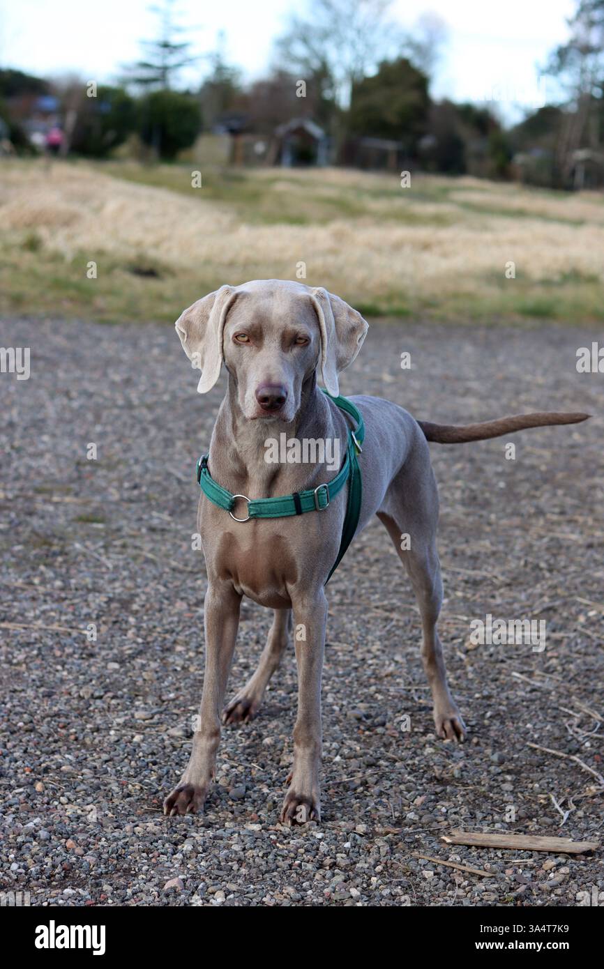 Chien Weimaraner dans un harnais vert marchant dans le champ. Banque D'Images