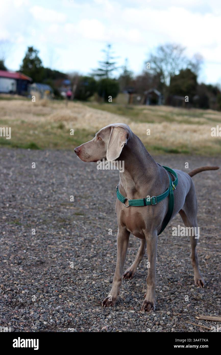 Chien Weimaraner dans un harnais vert marchant dans le champ. Banque D'Images