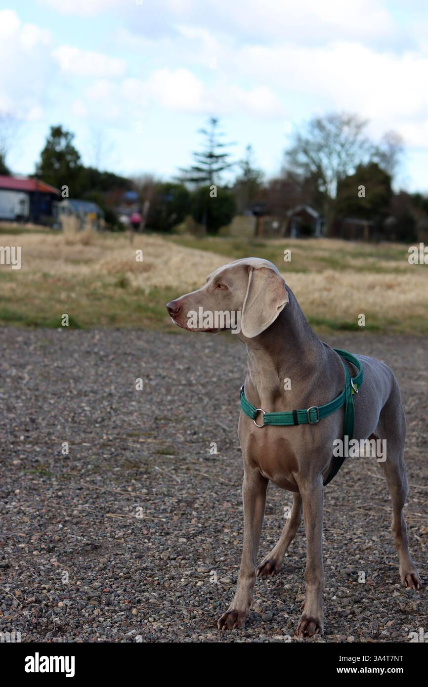 Chien Weimaraner dans un harnais vert marchant dans le champ. Banque D'Images