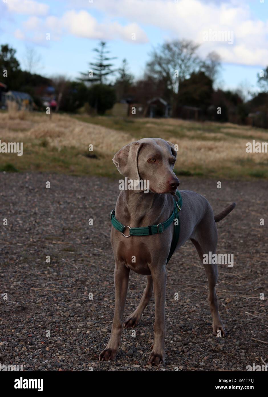 Chien Weimaraner dans un harnais vert marchant dans le champ. Banque D'Images