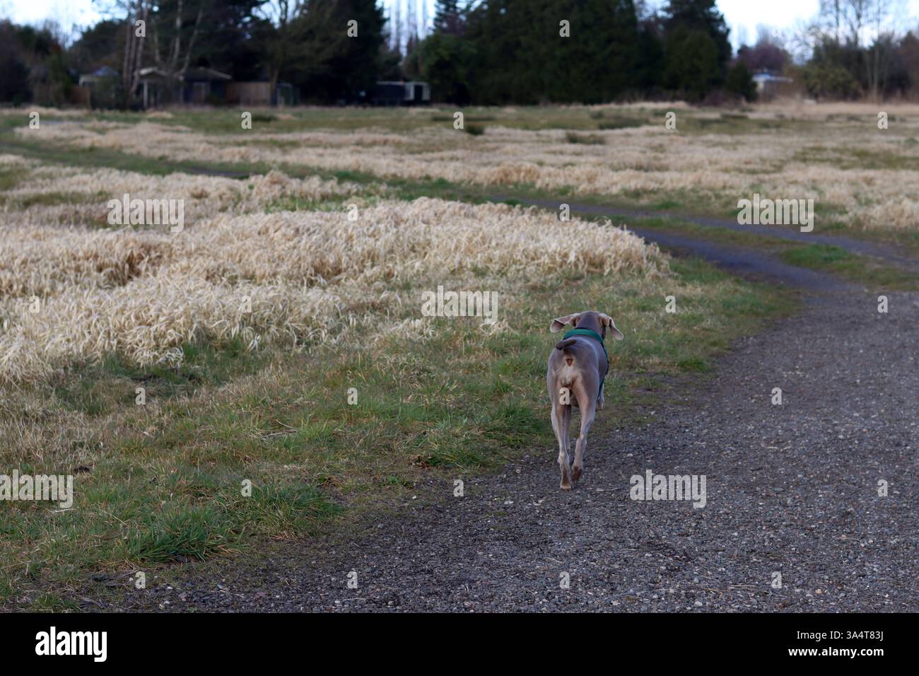 Chien Weimaraner dans un harnais vert marchant dans le champ. Banque D'Images
